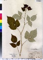 Rubus occidentalis image