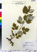 Rubus occidentalis image