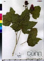 Rubus odoratus image