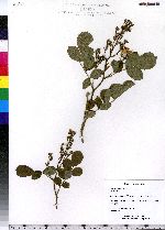 Rosa multiflora image