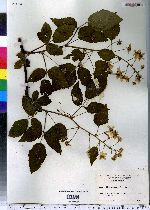 Rubus allegheniensis image