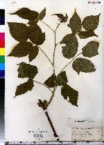 Rubus allegheniensis image