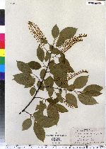 Prunus serotina image