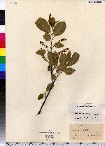 Prunus serotina image