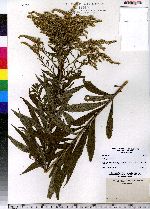 Solidago altissima image