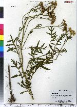 Tanacetum vulgare image