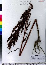 Rumex crispus image