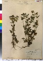 Potentilla norvegica image