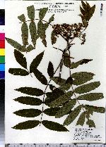 Sorbus americana image