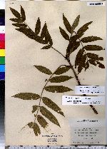 Sorbus americana image