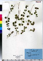 Mitchella repens image