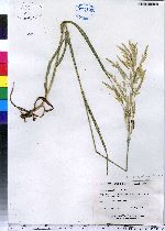 Bromus inermis image