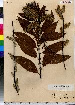 Salix discolor image