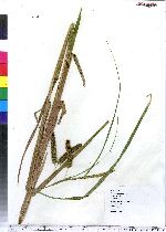 Carex pseudocyperus image