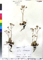 Saxifraga virginiensis var. virginiensis image