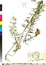 Linaria vulgaris image