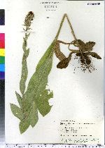 Verbascum thapsus image