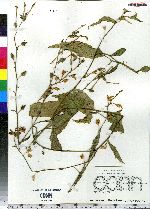 Image of Nicotiana plumbaginifolia