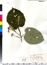 Tilia cordata image