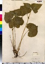 Viola pubescens image
