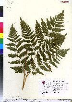 Pteridium aquilinum image