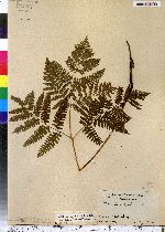 Pteridium aquilinum image