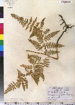 Pteridium aquilinum image