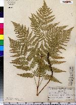 Pteridium aquilinum image