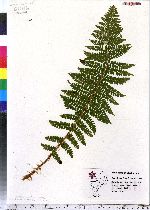 Polystichum braunii image