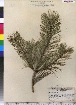 Pinus sylvestris image