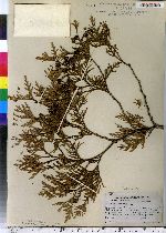 Thuja occidentalis image