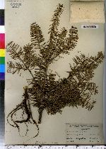 Abies balsamea image