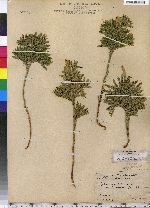 Dendrolycopodium obscurum image