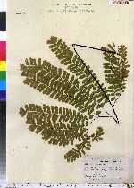 Adiantum pedatum image