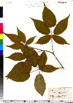 Rubus allegheniensis image