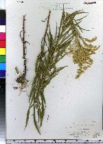 Solidago canadensis image