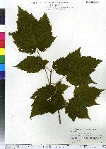 Acer spicatum image