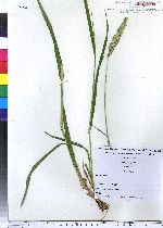 Phalaris arundinacea image