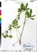 Potentilla recta image