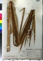 Typha latifolia image