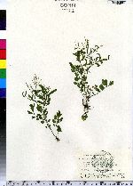 Cardamine pensylvanica image