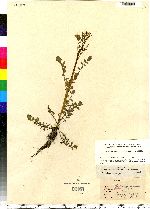 Cardamine pensylvanica image