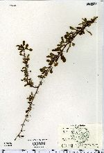 Berberis thunbergii image