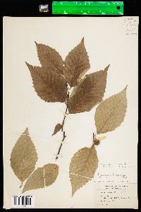 Fagus grandifolia image