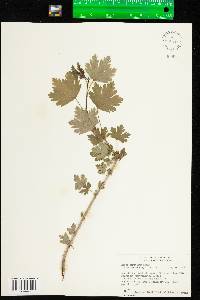 Ribes hirtellum image