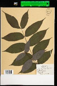 Juglans cinerea image