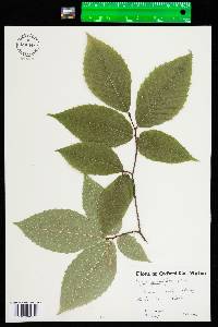 Fagus grandifolia image