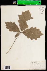 Quercus rubra image