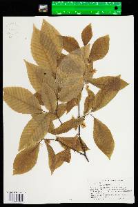 Fagus grandifolia image