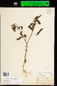 Solanum ptycanthum image